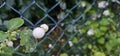 Several bright white common snowberries (Symphoricarpos albus) hang on a branch