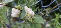 Several bright white common snowberries (Symphoricarpos albus) hang on a branch