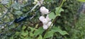 Several bright white common snowberries (Symphoricarpos albus) hang on a branch