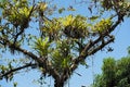 Several bromeli from tree branches on the beach of Drake, Costa Rica Royalty Free Stock Photo