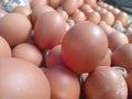Several of brown eggs Royalty Free Stock Photo