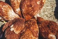 Several brown hens gathered in circle in yard Royalty Free Stock Photo