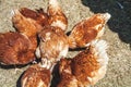 Several brown hens gathered in circle in yard Royalty Free Stock Photo