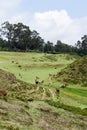 Several brown llamas in the mountains of Ecuador Royalty Free Stock Photo