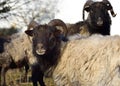 Several brown shaggy sheep with horns stand together in a herd in winter against a white background outdoors in agriculture