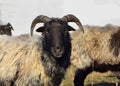 Several brown shaggy sheep with horns stand together in a herd in winter against a white background outdoors in agriculture