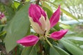 several buds of pink purple rhodendrum flowers on bush