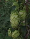 Several buds of wild young hops