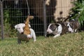 Several bull terrier puppies playing in the grass