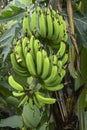 Several bunches of green bananas Royalty Free Stock Photo