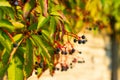 Several bunches of wild grapes on a green background. Royalty Free Stock Photo