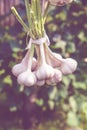 several bundles of garlic are dried in the open air . Royalty Free Stock Photo