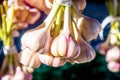 several bundles of garlic are dried in the open air. Royalty Free Stock Photo