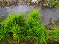 Several bundles of young rice plants