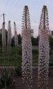 Several bushes with blossoming stems in pink flowers of Himalayan eremurus in the garden by the road