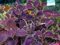 Several bushes of bright purple basil. A fine spice to dishes from meat