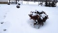 Several bushes covered with snow.