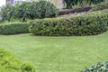 Several bushes with green grass and fence and building in the background