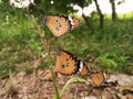 Several butterflies perched on a branch