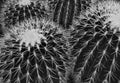 Several cacti as close-up and full frame in black and white Royalty Free Stock Photo