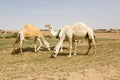 Several camels stand on a sandy meadow in Saudi Arabia and eat grass