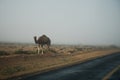 Several camels walking near road in desert landscape of Sahara. Animals on road concept. Horizontal color photography Royalty Free Stock Photo