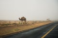 Several camels walking near road in desert landscape of Sahara. Animals on road concept. Horizontal color photography. Royalty Free Stock Photo