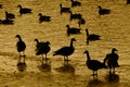 Several Canada geese standing on ice and swimming in water.