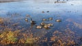Several Canadian geese in the lake Royalty Free Stock Photo