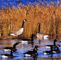 Several canadian geese pond marsh Royalty Free Stock Photo