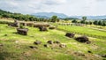 Several capstone dolmens scenery and tourists in the distance Gochang dolmens site South Korea Royalty Free Stock Photo