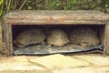 Several carbonaria chelonoides tortoise sleeping in a cave