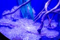 Several Cassiopea andromeda jellyfish upside-down jellyfish in blue light Royalty Free Stock Photo