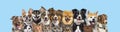 Several cats and dogs head shot, looking at the camera in a row on blue background Royalty Free Stock Photo