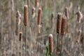 Cattails at varied focus points in field of reeds