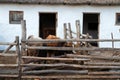 Several cattle in cossack`s farmyard on Don, Russia Royalty Free Stock Photo