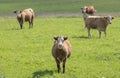 Cattles Grazing in the Field