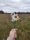 Several chamomile flowers plucked in late cold autumn. Nature and blooms in autumn