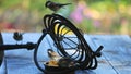 Several chickadees with food and garden astrolabe