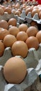 Several chicken eggs on display