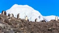 Several chinstrap penguins standing on the rocks with snow mountain in the background, Half Moon island, Antarctic peninsula Royalty Free Stock Photo