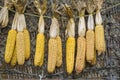 several cobs of dried yellow field corn (maize) with husks tied and hanging on a string against a dark rustic Royalty Free Stock Photo