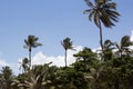 Coconut tree cumbuco ceara brazil Royalty Free Stock Photo