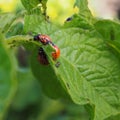 Several Colorado beetle larvae eat the potato leaf. Close-up. A bright square illustration about agriculture and plant protection