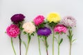 Several colorful asters flowers on gray background