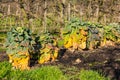 Several colorful Brussels sprouts plants in spring in a garden