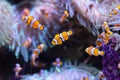 Several colorful clownfish on a tropical coral reef Royalty Free Stock Photo