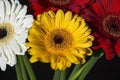 Several colourful gerberas as bouquet