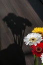 Several colourful gerberas with shadow on the wooden background