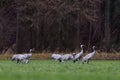 Several common cranes (Grus grus) in meadow